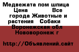 Медвежата пом шпица › Цена ­ 40 000 - Все города Животные и растения » Собаки   . Воронежская обл.,Нововоронеж г.